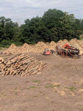 Seasoned firewood